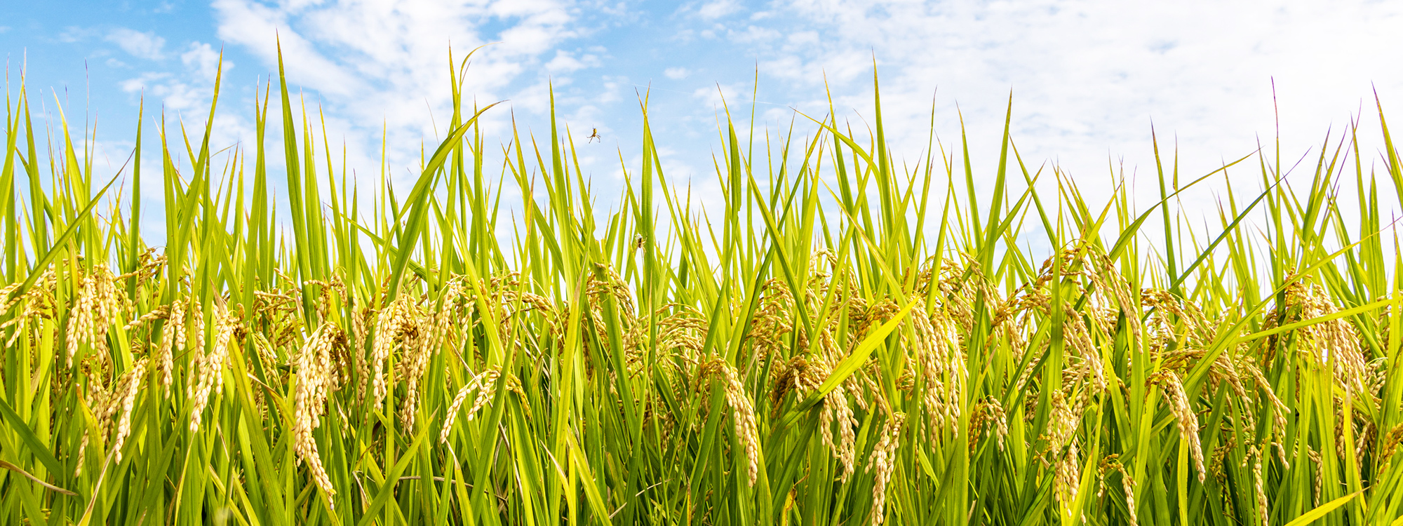 株式会社フロンティア上根子上